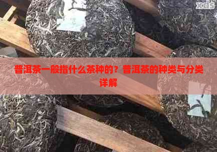 普洱茶一般指什么茶种的