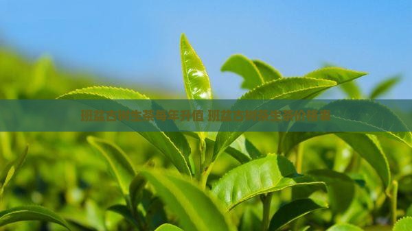 班盆古树生茶每年升值