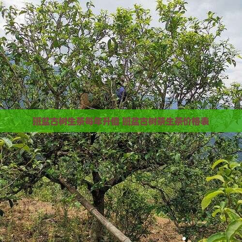 班盆古树生茶每年升值