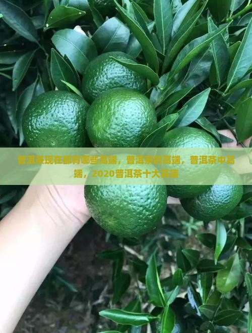 普洱茶现在都有哪些高端品牌