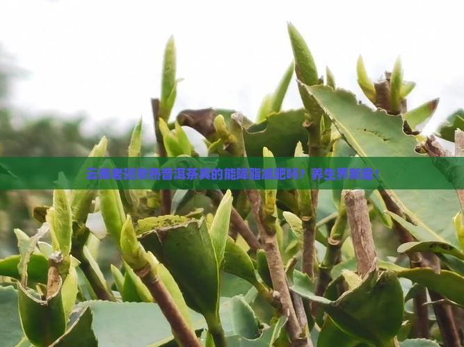云南老班章熟普洱茶