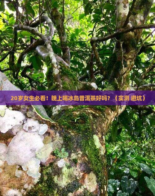 晚上喝冰岛普洱茶好吗女生