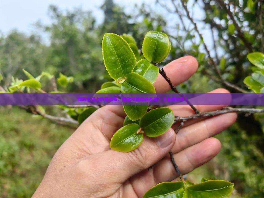 口感润的普洱茶推荐哪款