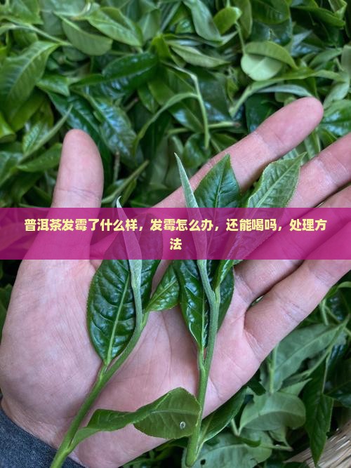普洱茶发霉了什么样