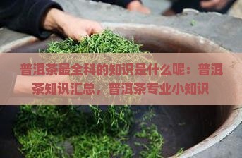 普洱茶最全科的知识是什么呢