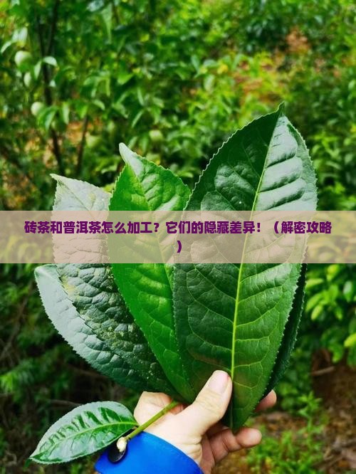 砖茶和普洱茶的加工区别