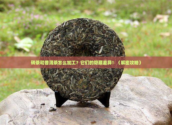 砖茶和普洱茶的加工区别