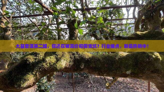 大益普洱茶二姐