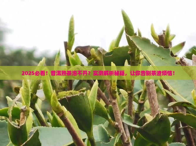 普洱茶熟茶泡不开怎么办