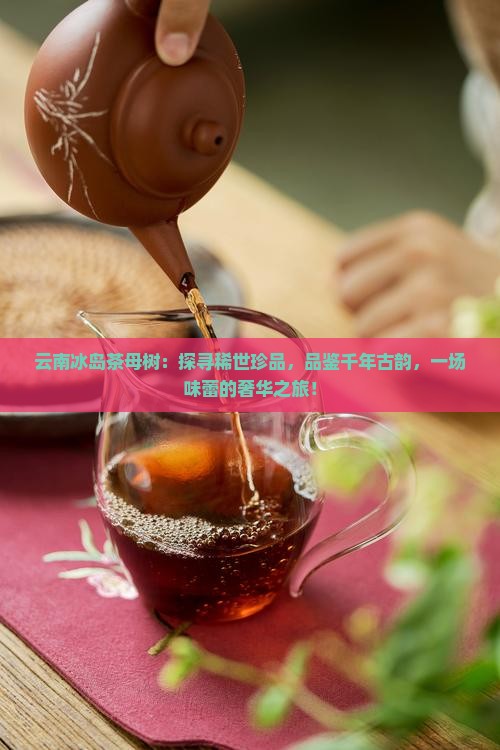 云南冰岛茶母树