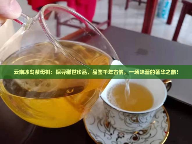云南冰岛茶母树