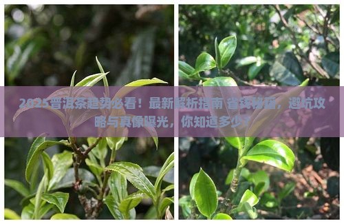 普洱茶近几年发展趋势