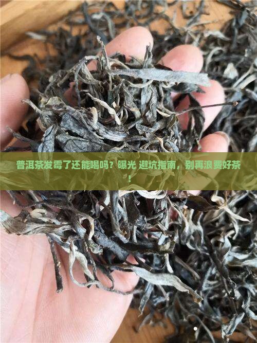 普洱茶发霉了还能泡吗