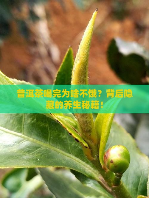 普洱茶为什么喝完不饿