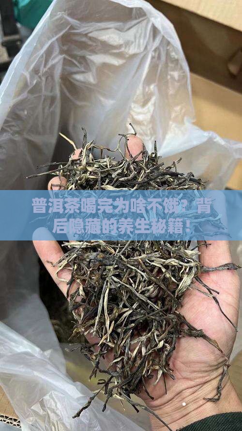 普洱茶为什么喝完不饿