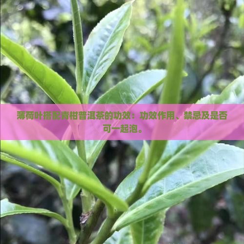 薄荷叶搭配青柑普洱茶的功效