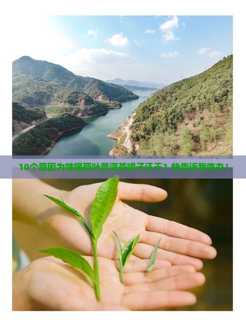 喝荷叶普洱茶嗓子干为什么