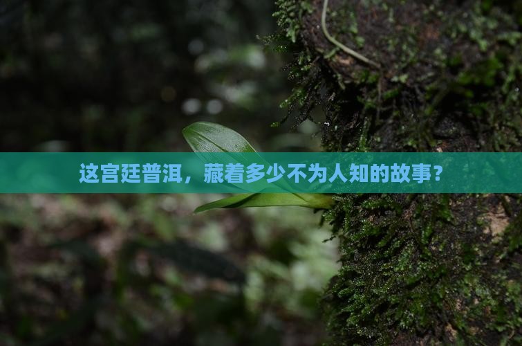 宫廷特级普洱茶