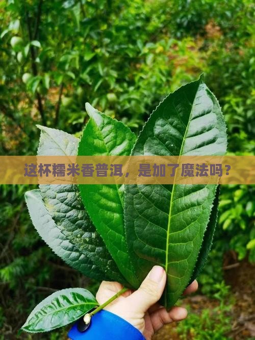 糯米香普洱茶品评
