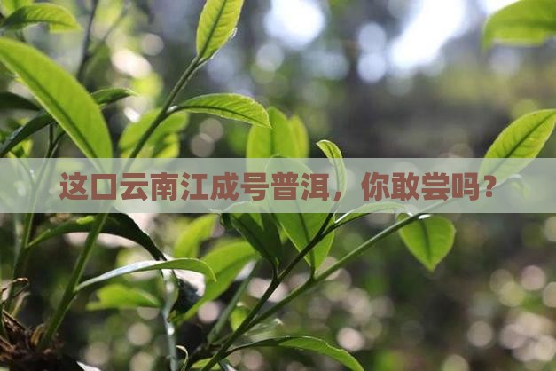 云南江成号普洱茶