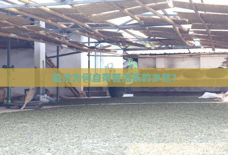 为什么临沧会叫普洱茶乡