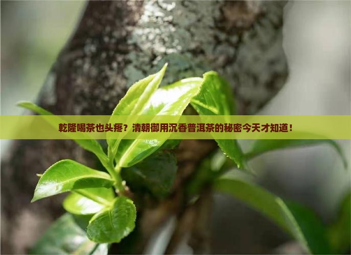 清朝御用沉香普洱茶