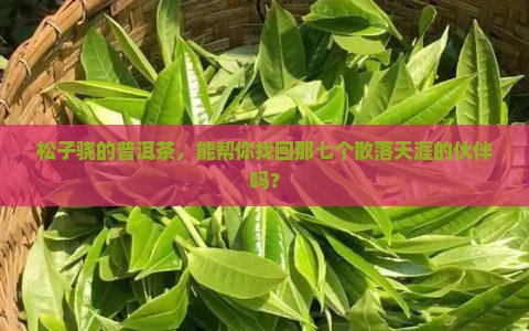 松子骁团圆七子普洱茶
