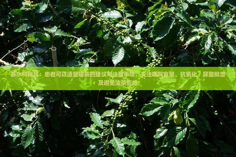 茶水痛风可以喝吗