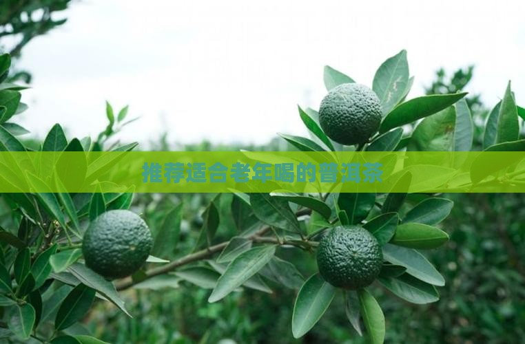老人喝什么样的普洱茶