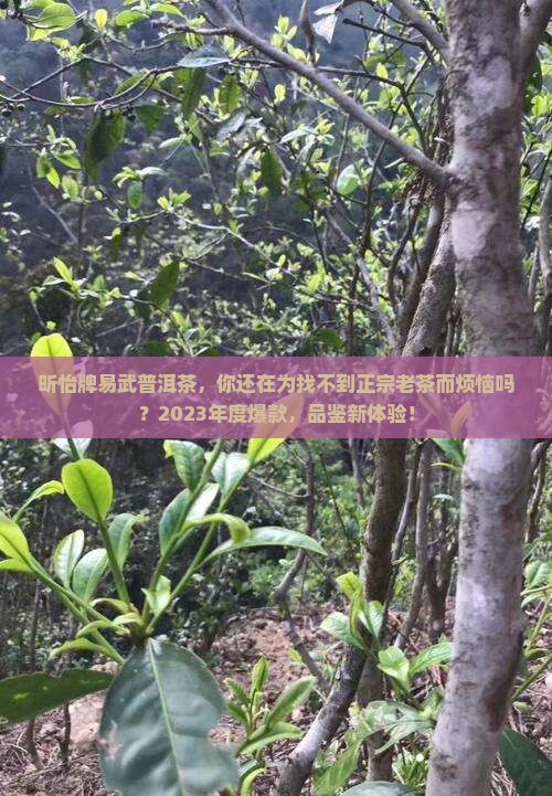 昕怡牌易武普洱茶