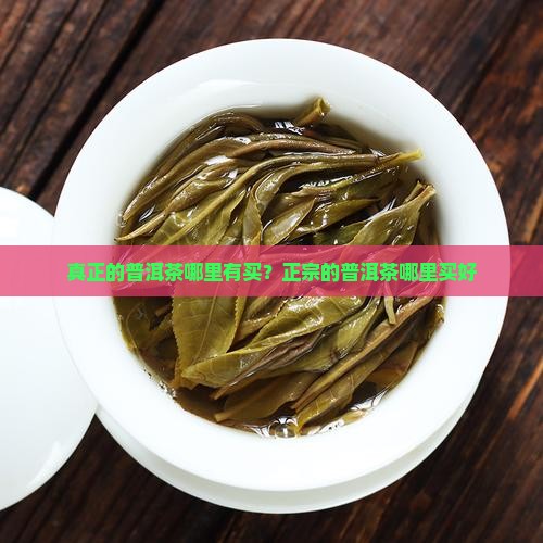 真正的普洱茶哪里有买