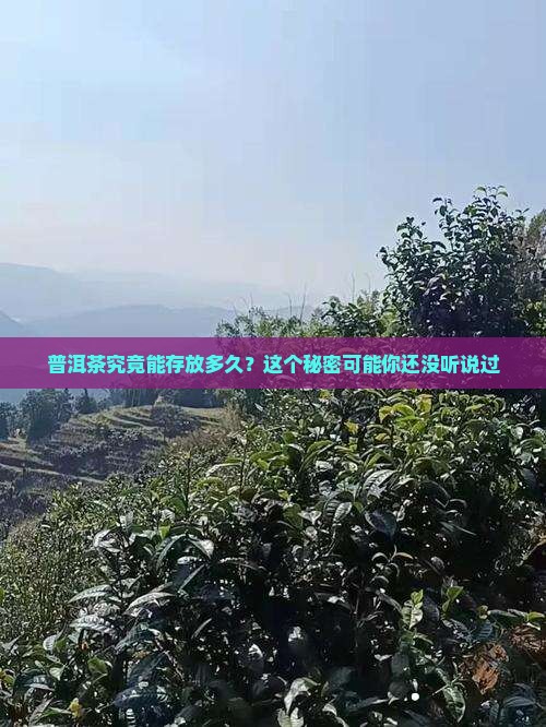 普洱茶一般可以放多少年