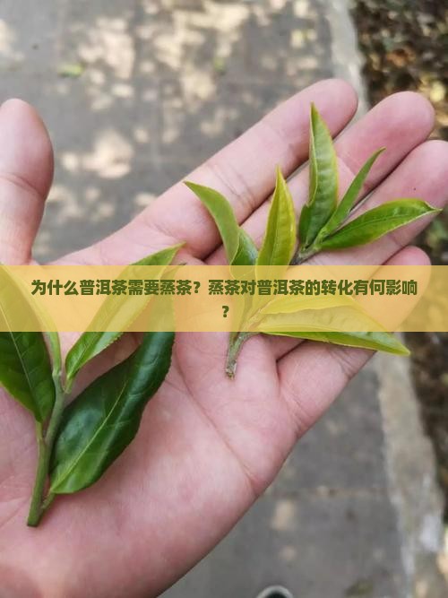 普洱茶为什么需要蒸茶呢