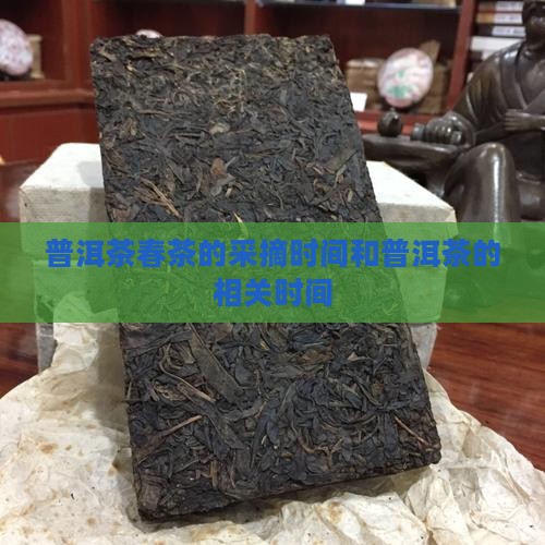 普洱茶春茶的时间