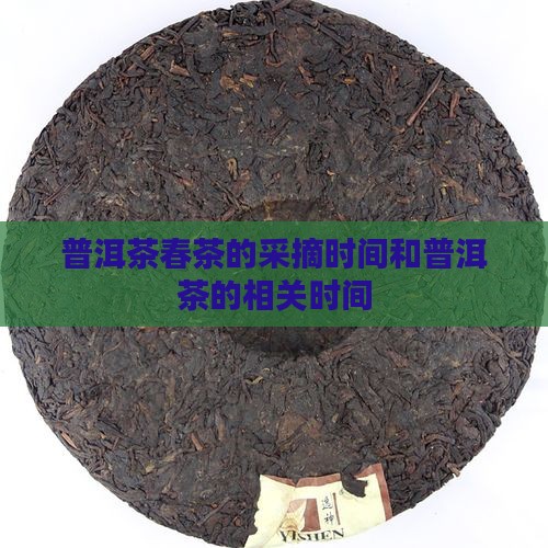 普洱茶春茶的时间