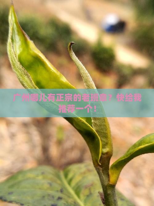 广州正规的老班章