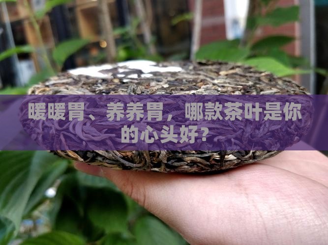 什么茶叶暖胃养胃