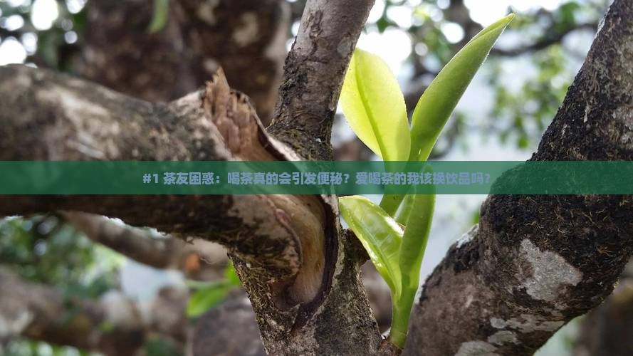 喝茶引起便秘便秘不能喝茶叶吗