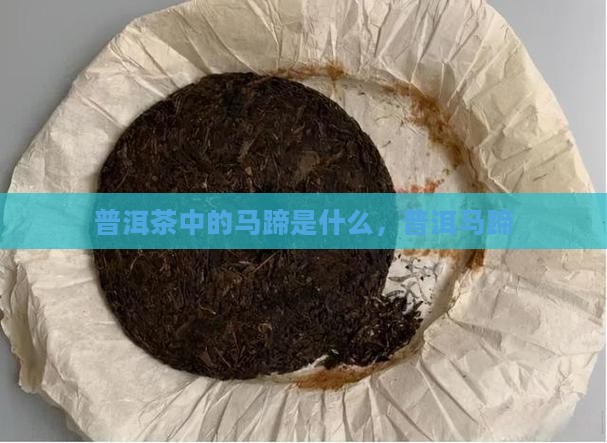 普洱茶乔木马蹄