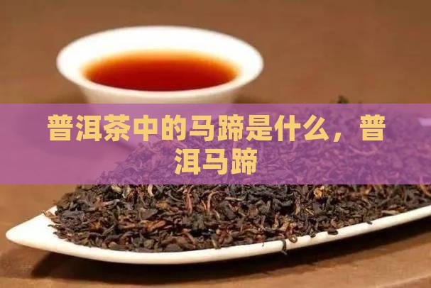 普洱茶乔木马蹄