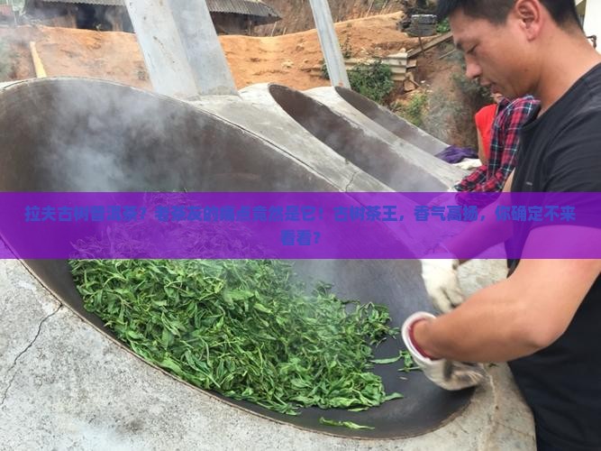 拉夫古树普洱茶