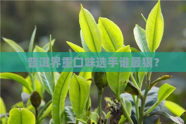 苦味重的普洱茶有哪些