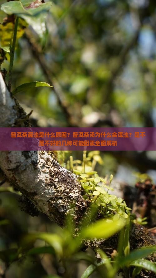 普洱茶混浊什么原因