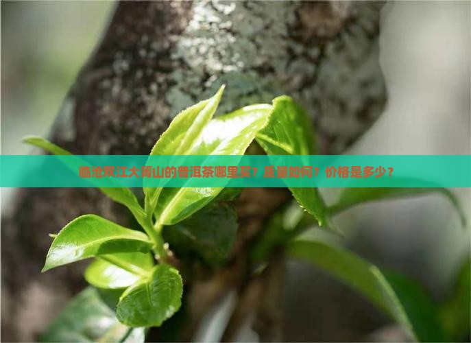 临沧双江大箐山普洱茶 临沧双江大箐山普洱茶
