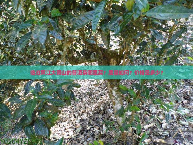 临沧双江大箐山普洱茶 临沧双江大箐山普洱茶