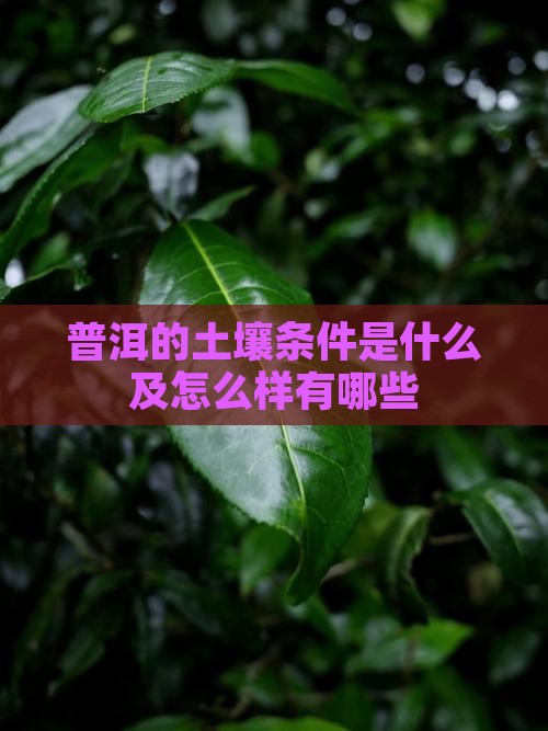 普洱的土壤条件