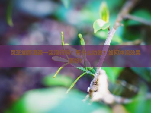 灵芝加普洱茶一起泡