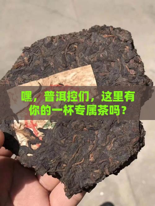 中国普洱茶友网 中国普洱茶友网