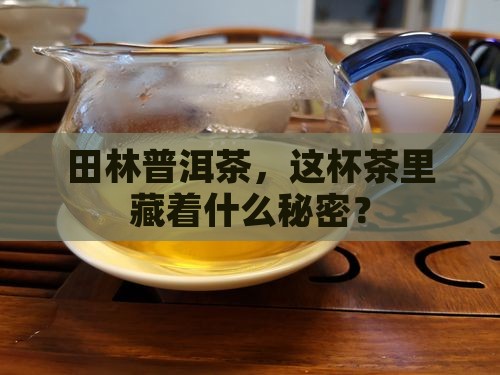 田林普洱茶品牌
