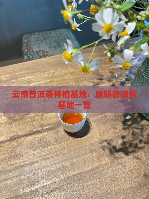昆明普洱茶种植基地有哪些